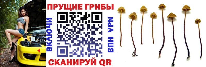 Псилоцибиновые грибы GOLDEN TEACHER  Купить закладки  Трубчевск 